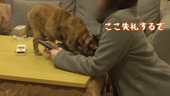 ここ失礼するで