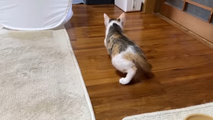 リミちゃんの後ろ姿