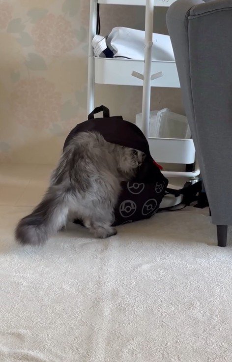 リュックに入ろうとする猫