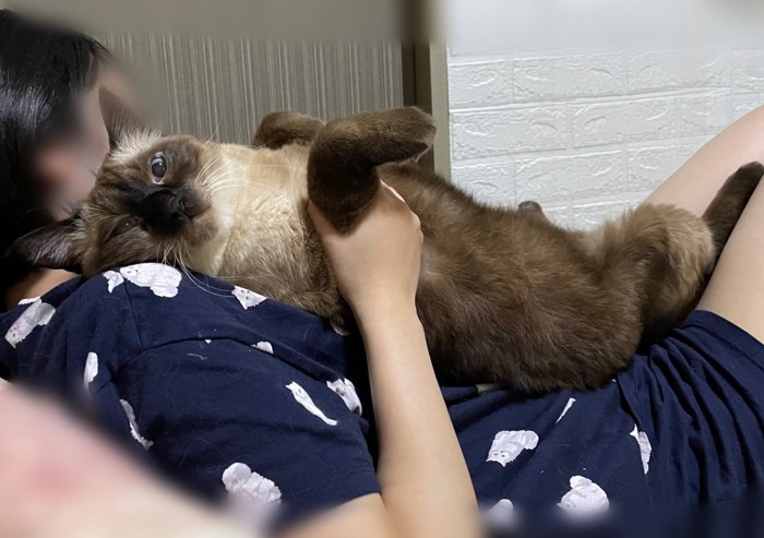 人間の上で甘える猫