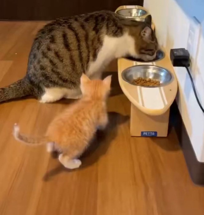 食事を眺める子猫