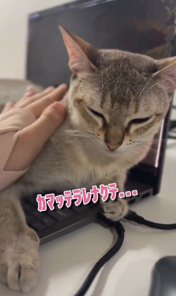 「カマッテラレナクテ」と書かれた写真