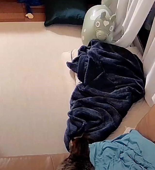 窓の外を見つめる猫