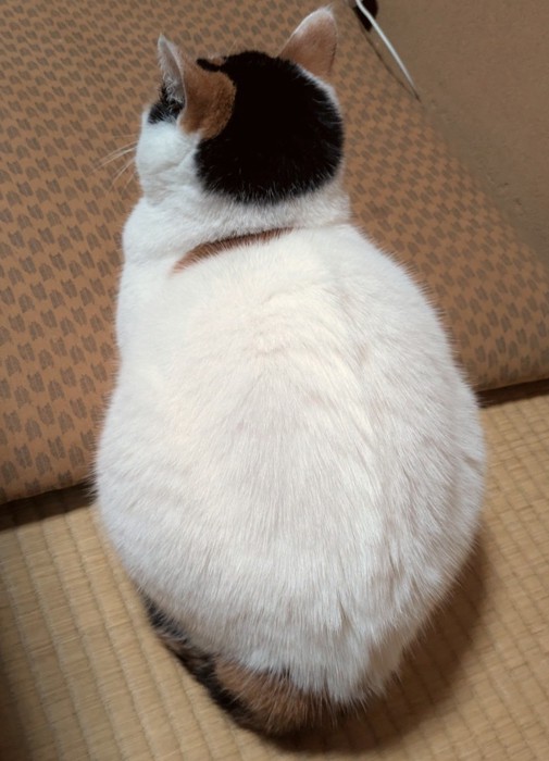 座っている成猫の後ろ姿