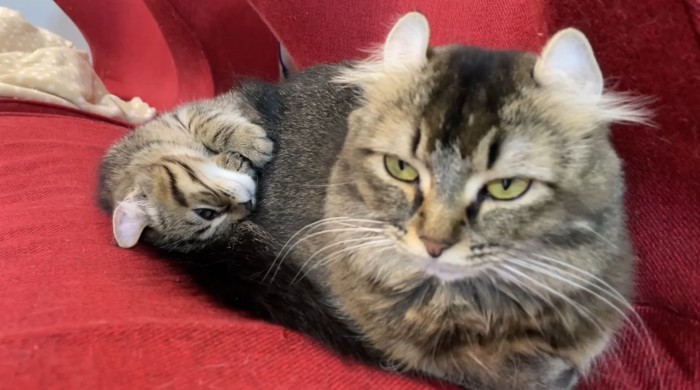 お尻にくっつく子猫時代