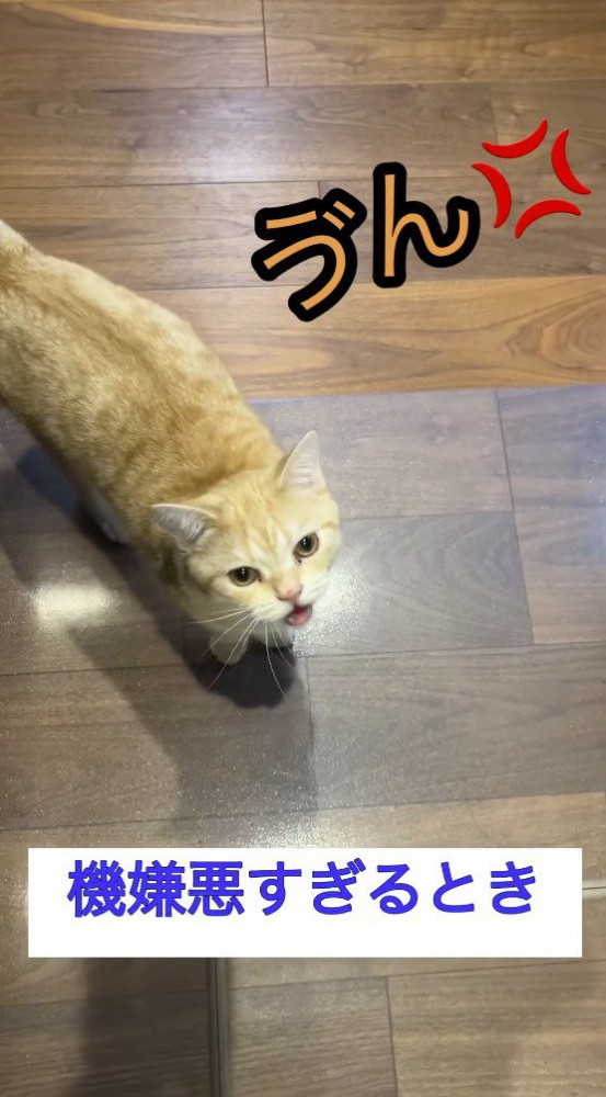 飼い主を見上げて鳴き声を上げる猫