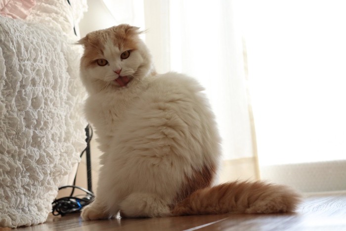 毛繕いしている猫