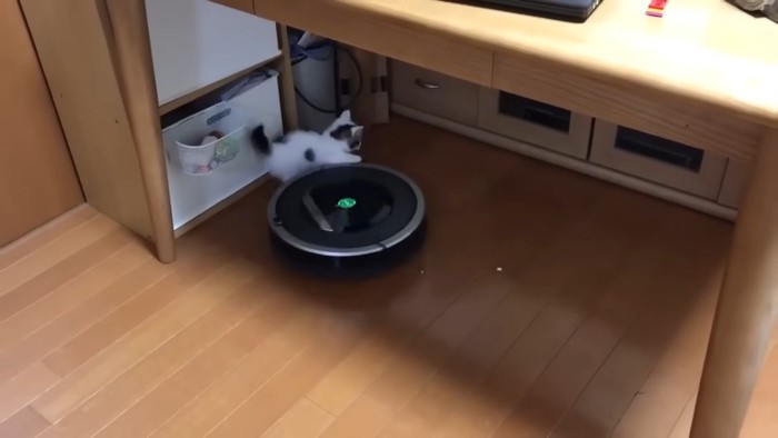 ロボット掃除機に押される豆大福くん