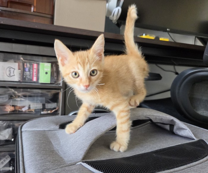 茶トラの子猫