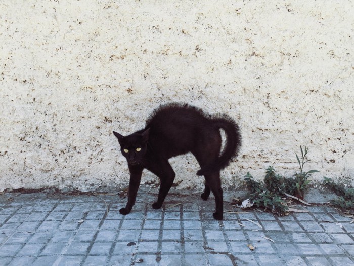 やんのかポーズの黒猫