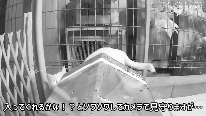 外猫ハウスに近づく猫