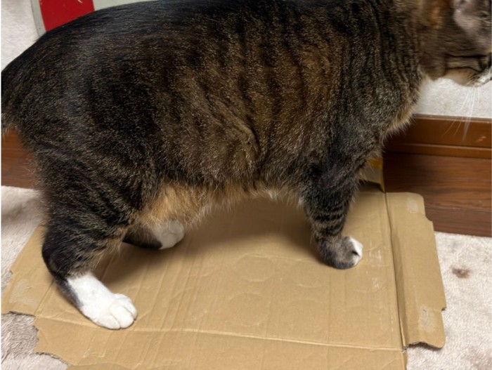 横向きの猫