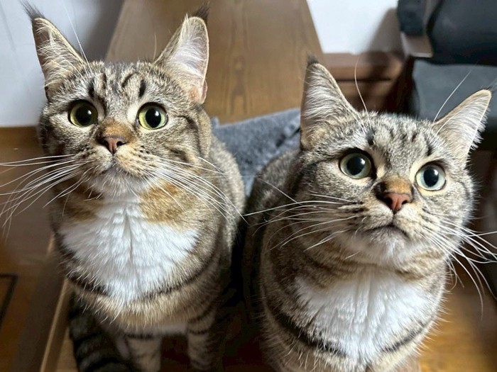 期待に満ちた表情で飼い主を見上げる2匹の猫