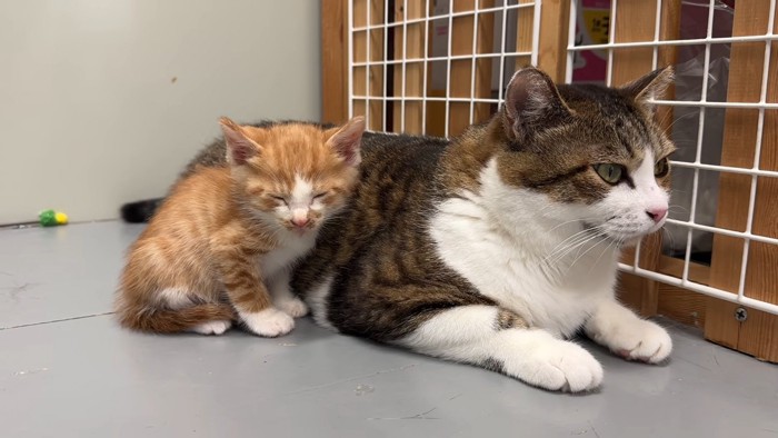 成猫の隣に座る子猫