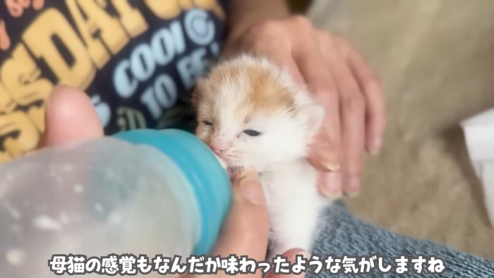 テロップ「母猫の感覚も~」