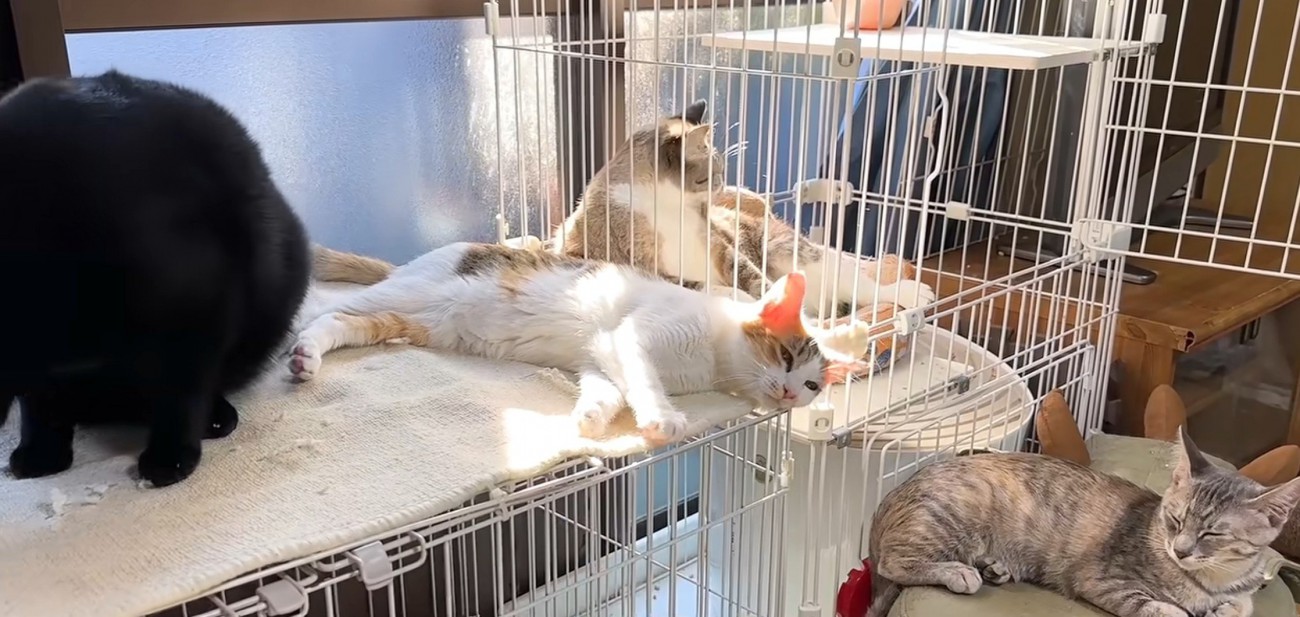 猫4匹の写真