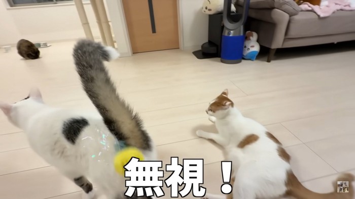 欲しいのは猫じゃらしじゃなくて『ご飯』