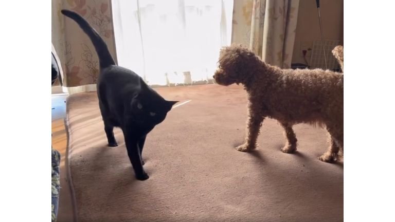 室内にいる猫と犬