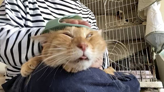 飼い主の膝の上でブラッシングされる猫