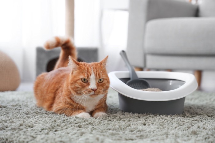 トイレの横に座る猫