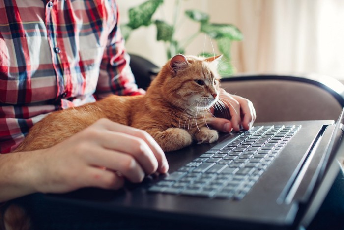 PCを操作する飼い主に抱きかかえられている猫