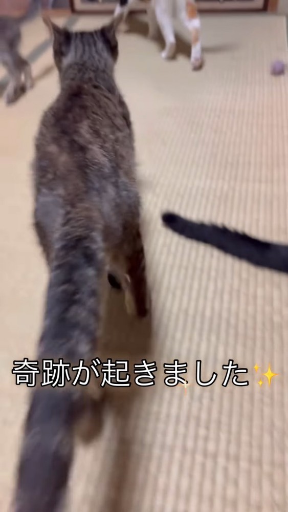 立った猫の後ろ姿