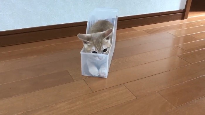 ケースに入っている猫