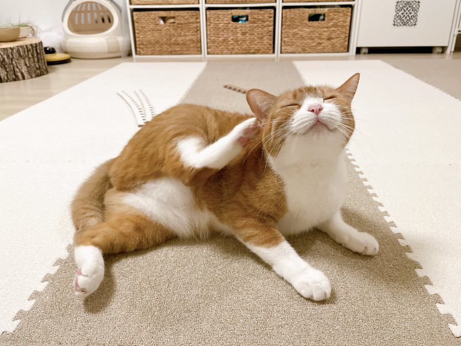 耳の裏を掻く猫