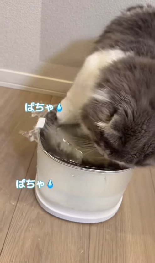 給水機の水を外にかき出している猫