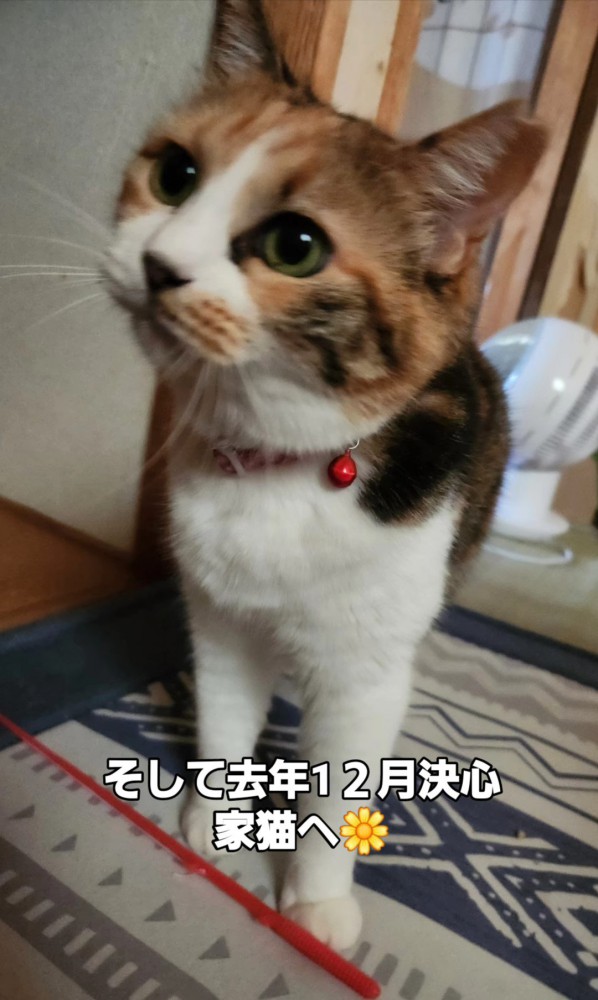 見上げる猫