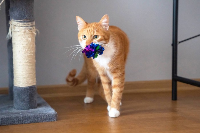 おもちゃをくわえている猫