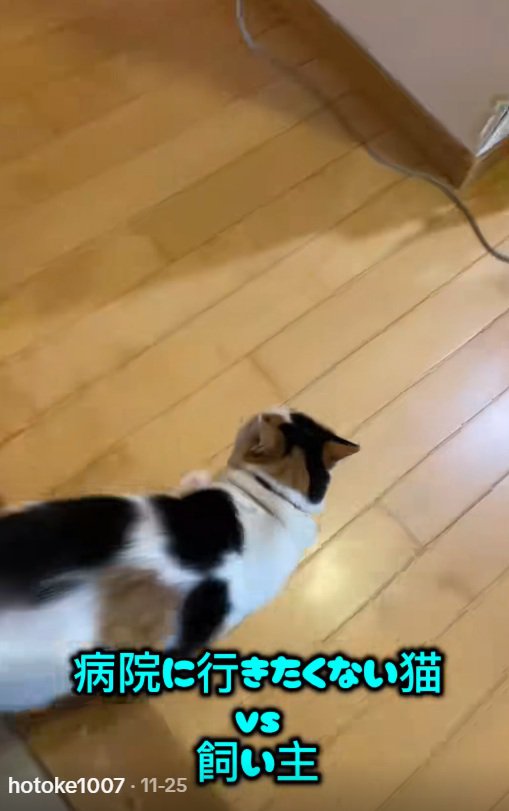 家の中を走るミケ猫