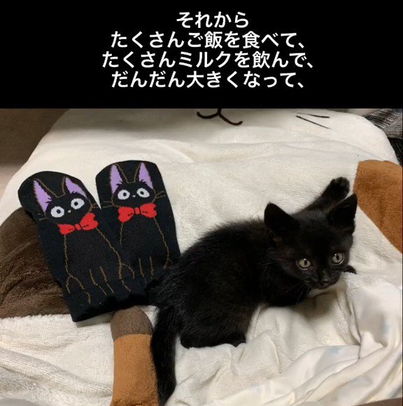 見上げる子猫
