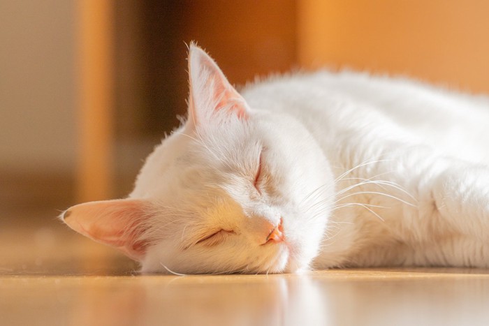 寝そべる可愛い白猫