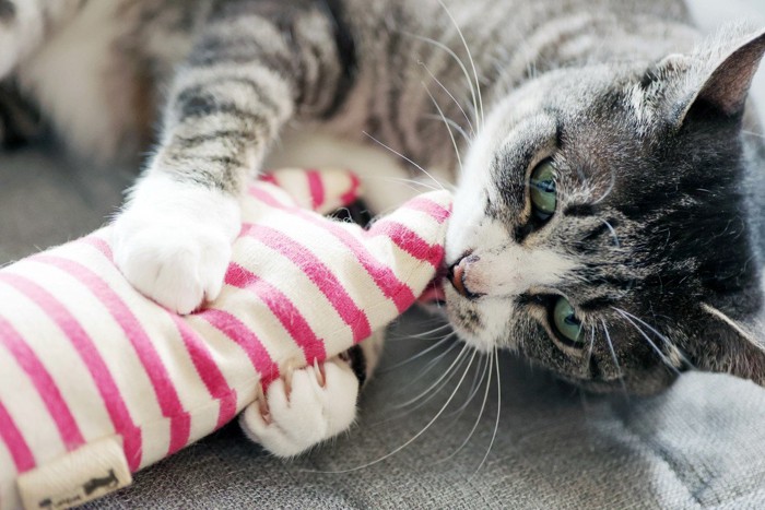 ぬいぐるみのおもちゃを舐める猫