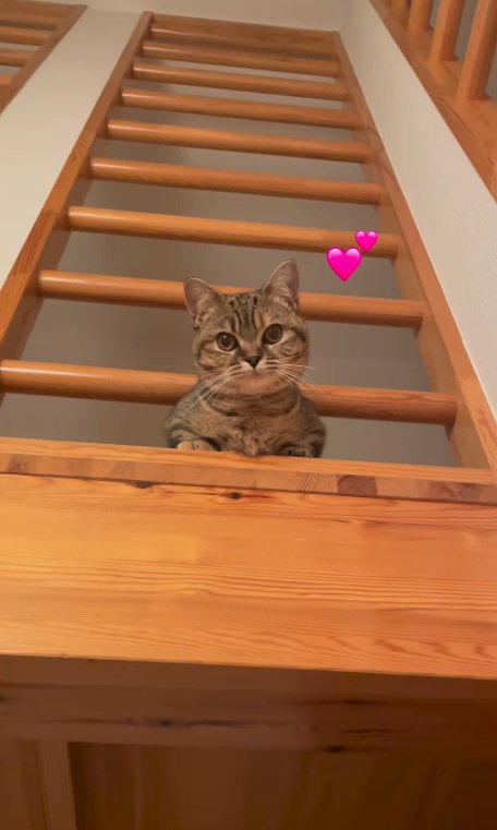 ポールの間から覗くマンチカンの子猫