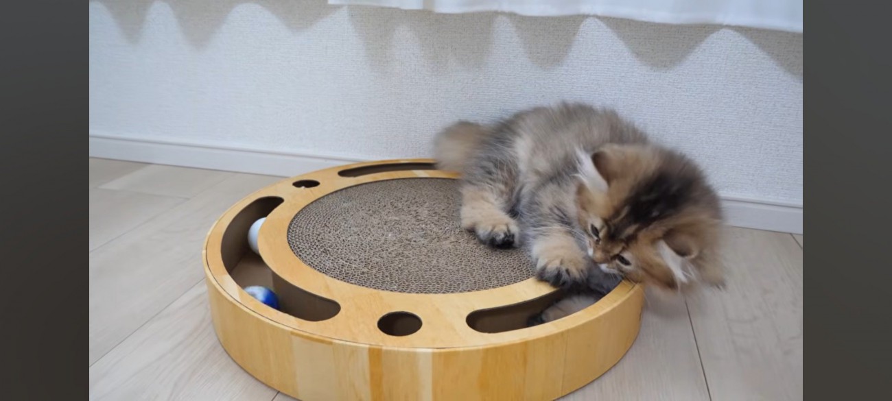 遊び姿の猫