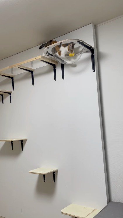 ボールを口に咥える猫