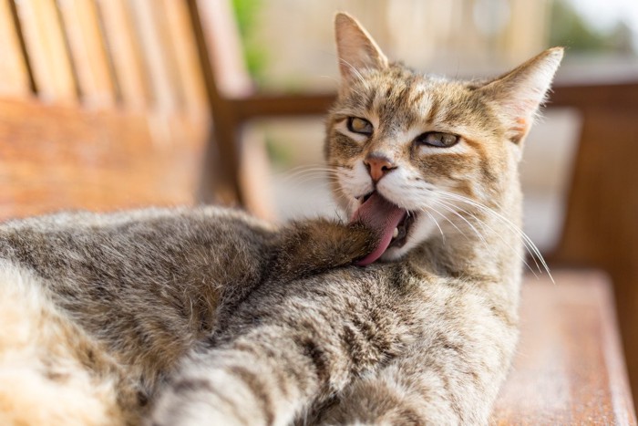 毛づくろいする猫