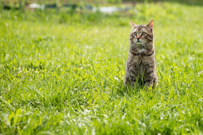 草原に佇む猫