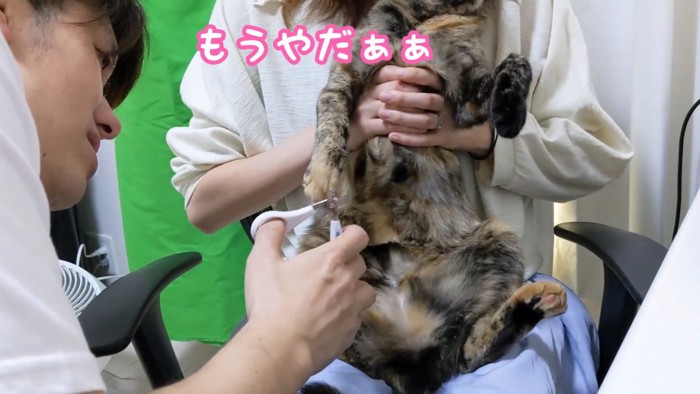 逃げようとする猫