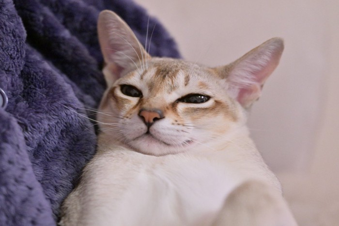 抱かれている猫