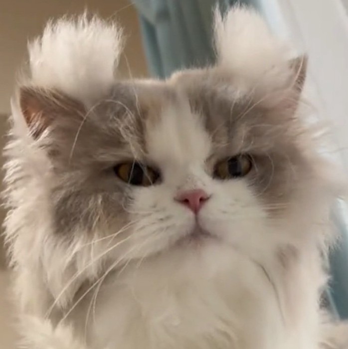 耳毛が爆発する猫