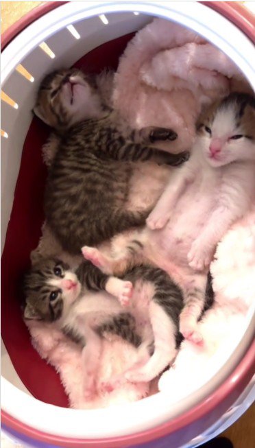 横になっている子猫たち