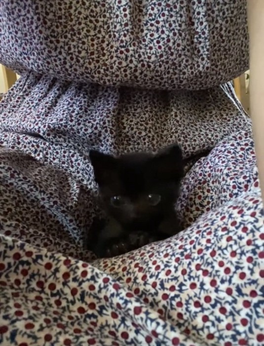 ママの足の上で寛ぐ子猫