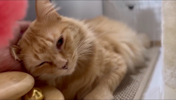 飼い主に撫でられて目を細める猫