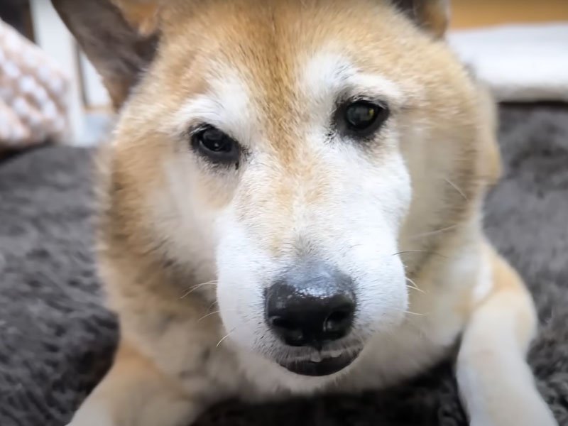 そばにいる柴犬