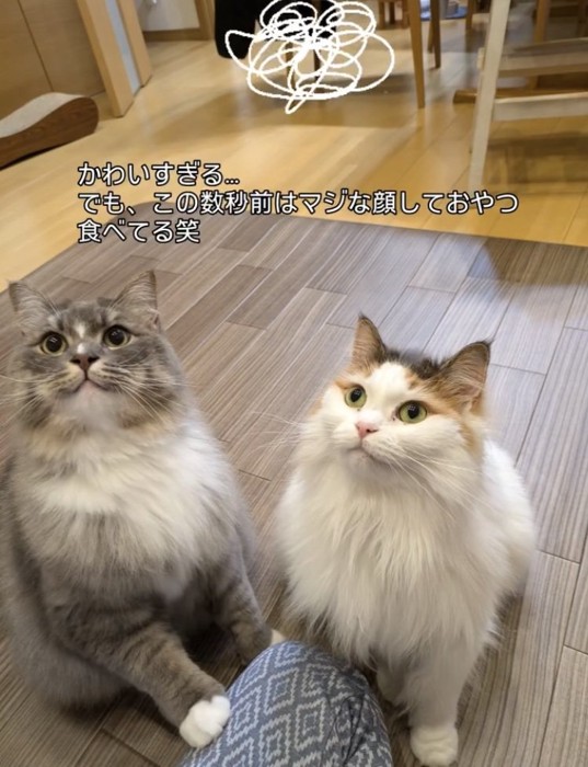 飼い主におやつをもらう2匹のサイベリアン