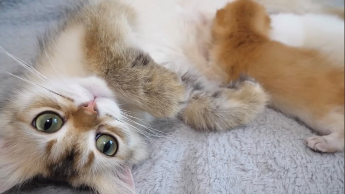 ひっくり返ってカメラ目線の母猫