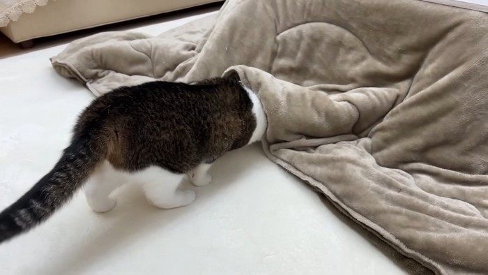 コタツに顔を突っ込むぽこ太郎くん